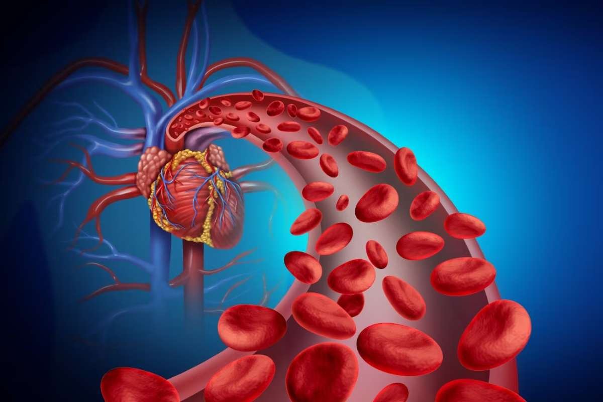 How Does the Heart Work? A Complete Guide to Heart Function | The Lifesciences Magazine