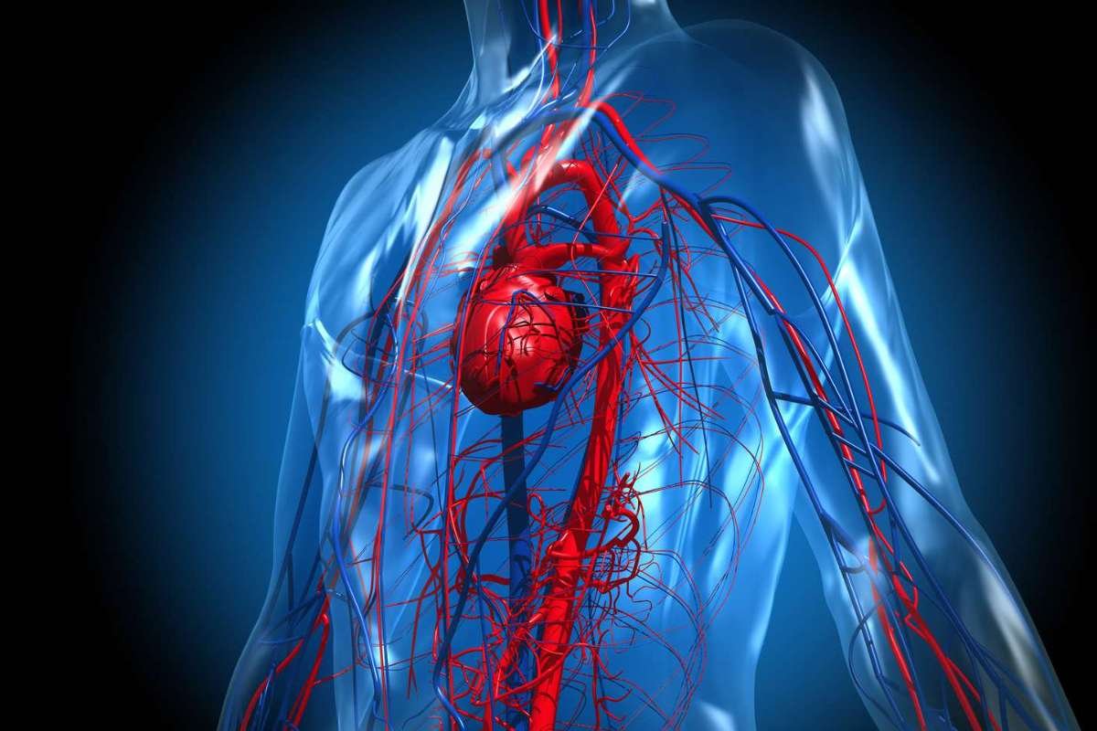 How Does the Heart Work? A Complete Guide to Heart Function | The Lifesciences Magazine