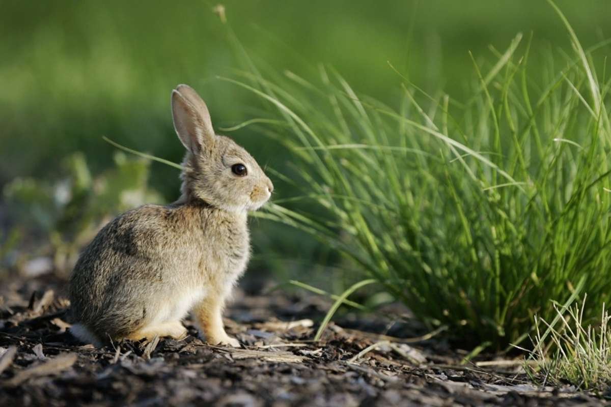 Colorado Confirms Tularemia in Rabbit, Warns Residents of Summer Infection Risk