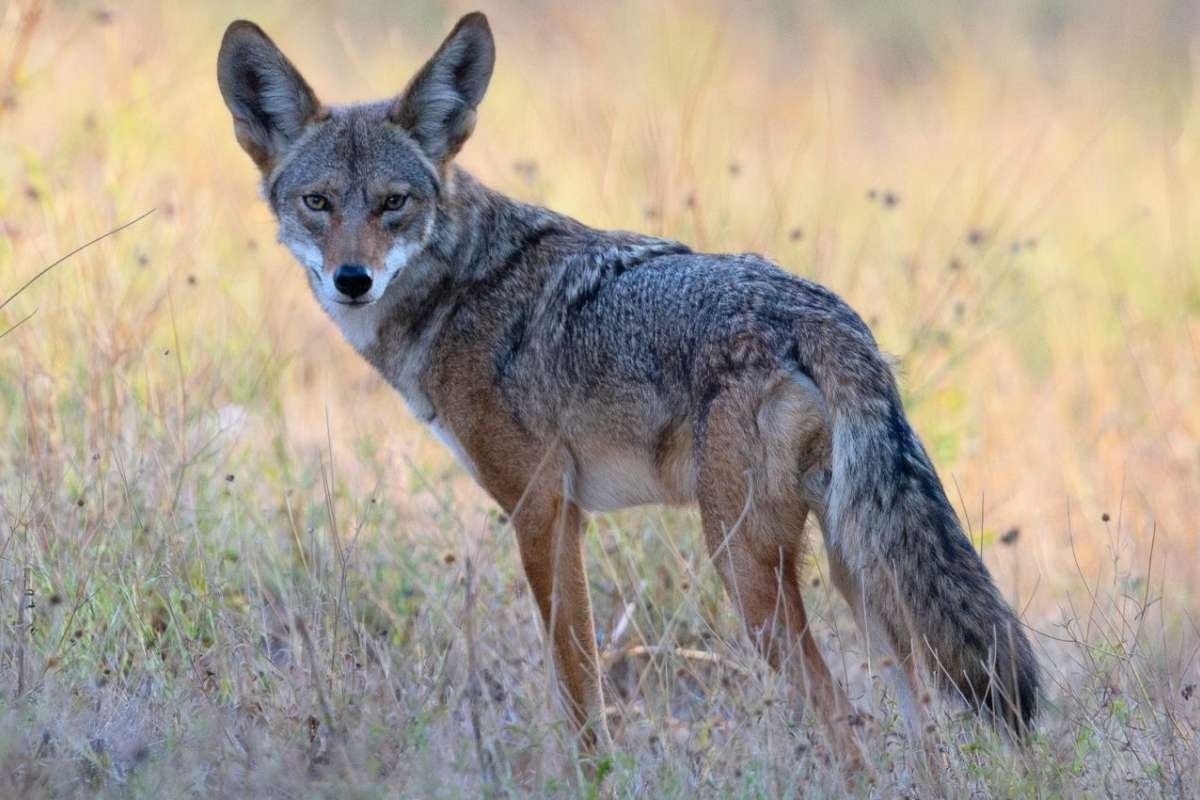 Deadly Echinococcus Multilocularis Detected in Pacific Northwest Coyotes, Study Reveals | The Lifescience Magazine