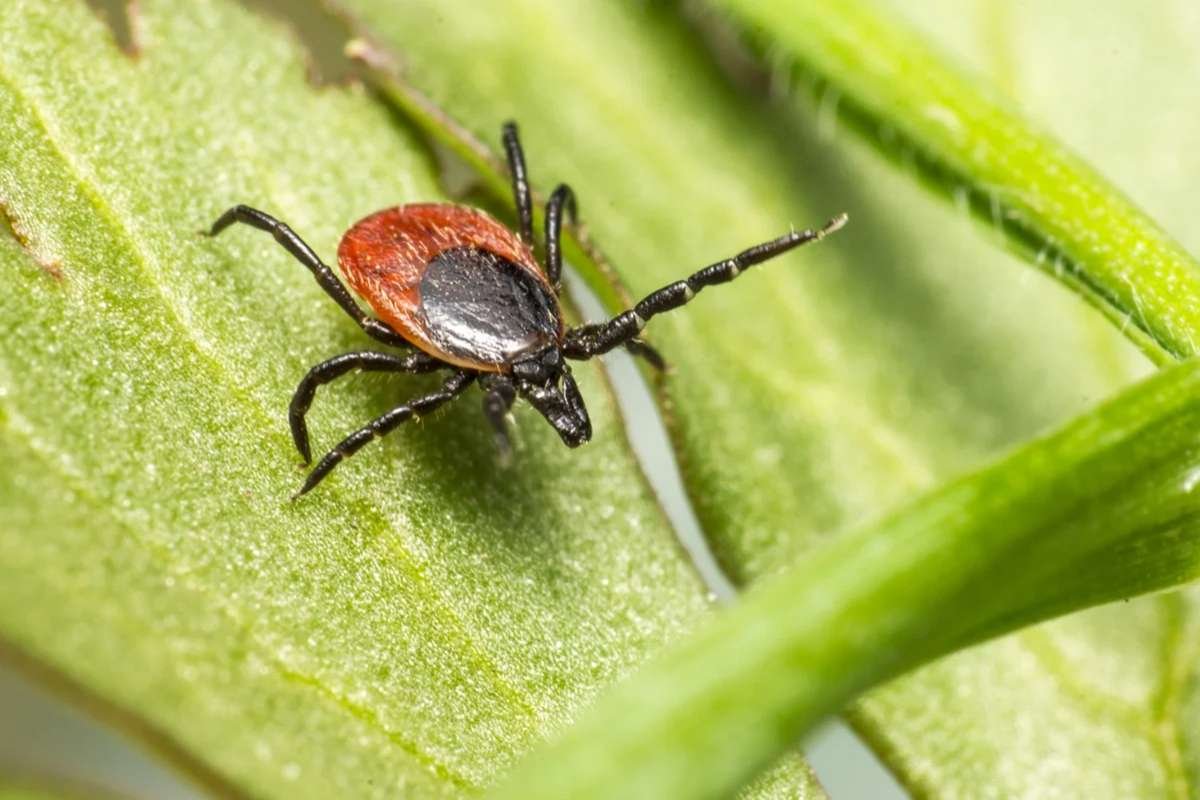 Powassan Virus Infection Leaves New Hampshire Man Hospitalized | The Lifesciences Magazine