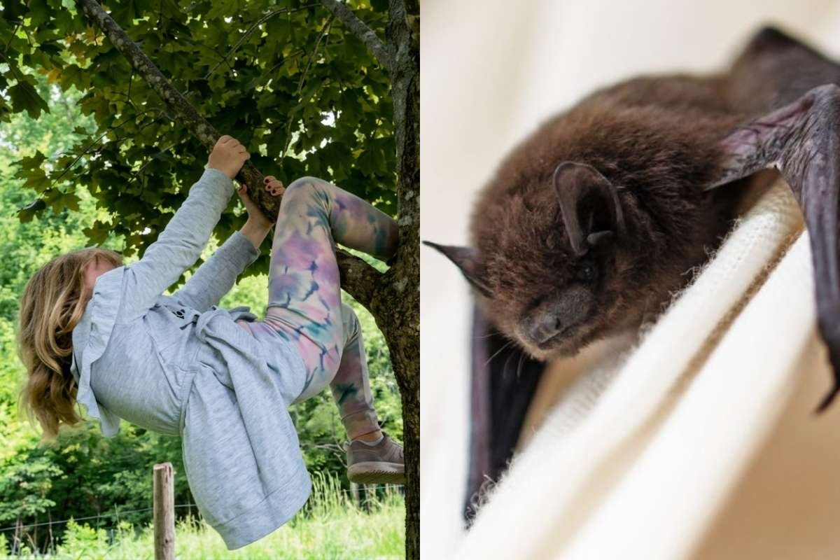 Rabid Bat Bites Girl in Shawano County, Rabies Treatment Begins | The Lifessciences Magazine