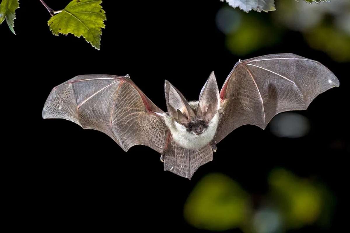 Rabid Bat Found in Fremont Prompts Public Health Investigation| The Lifesciences Magazine