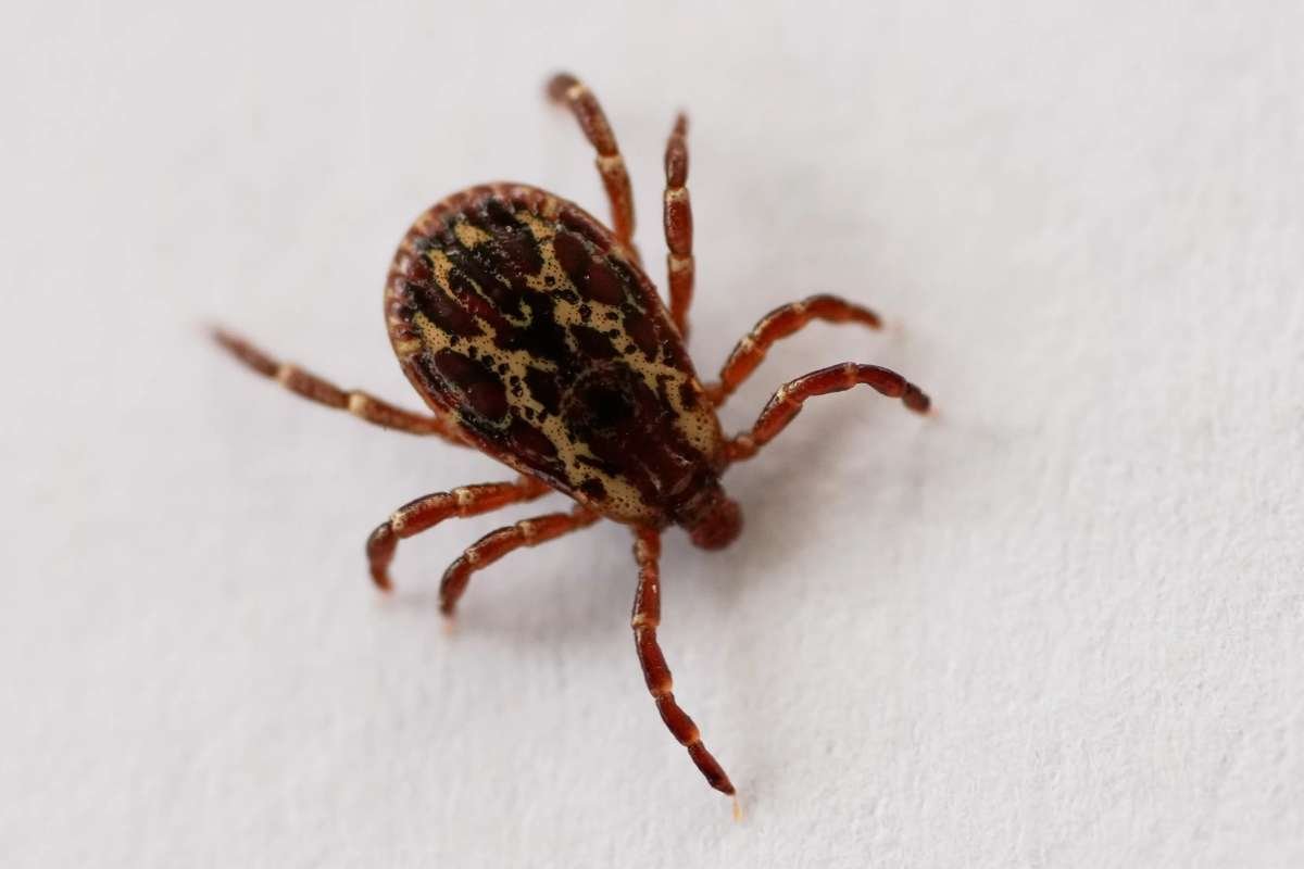 Rickettsia lanei Case Confirmed in California as Officials Warn of Tick-Borne Risks | The Lifesciences Magazine