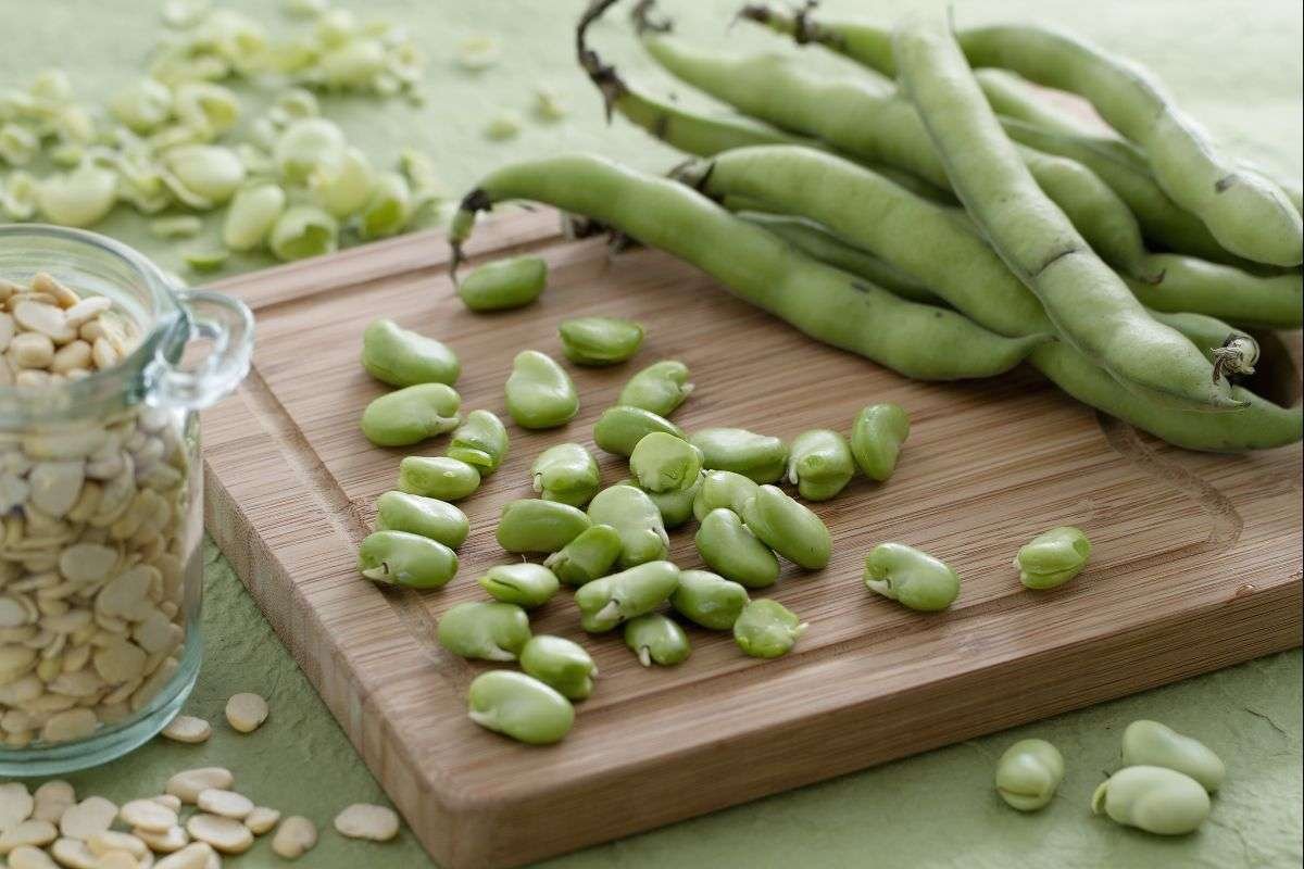Health Benefits of Fava Beans: Nutrition and Safety | The Lifesciences Magazine