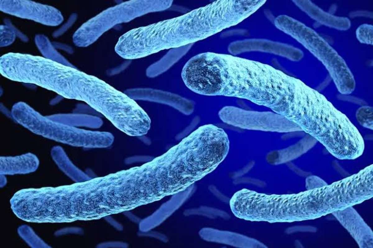 4th Person Dies in Legionnaires Outbreak in NYC | The Lifesciences Magazine