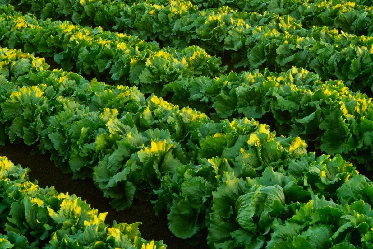 Cyclosporiasis Outbreak Source Linked to Taco Bell Lettuce | The Lifesciences Magazine