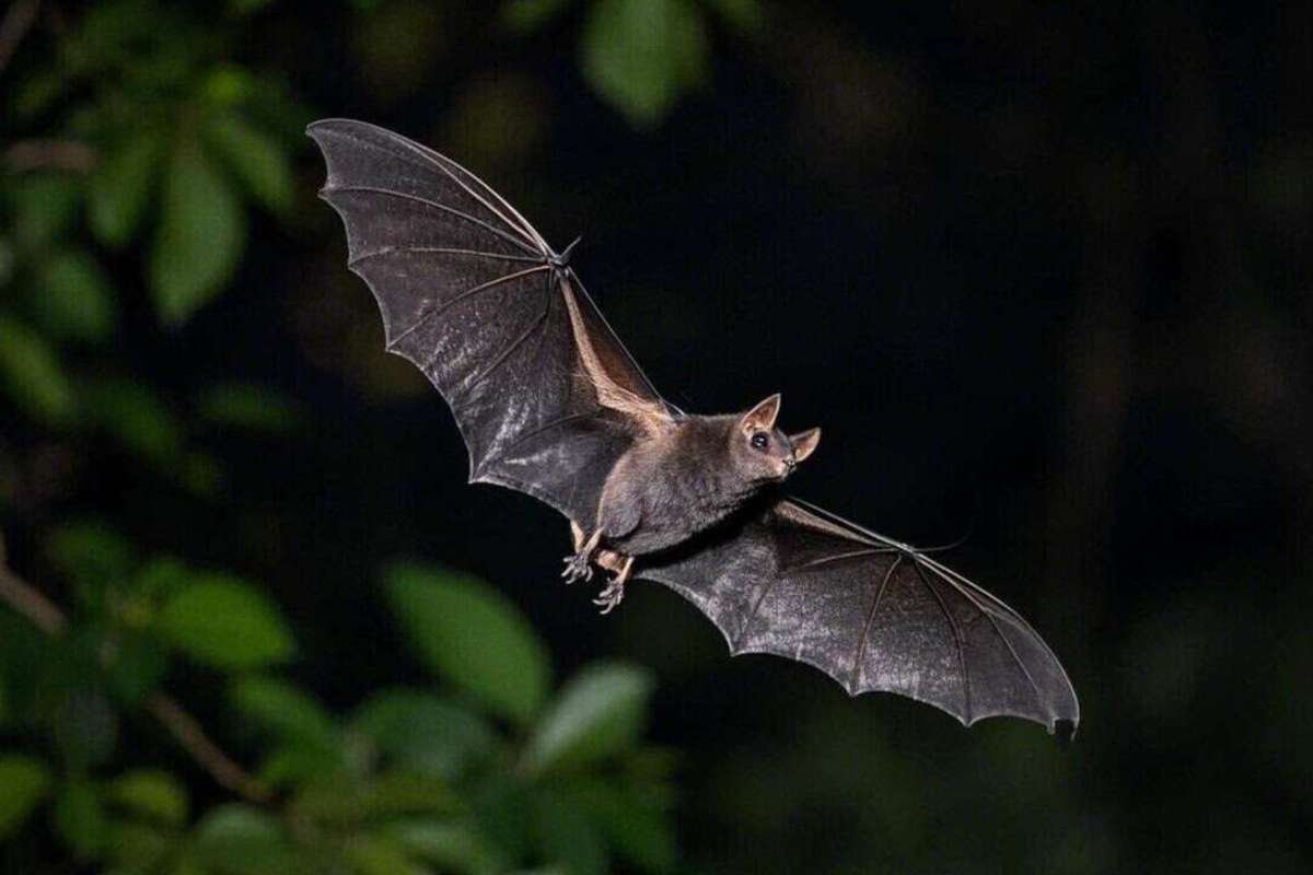Ontario Boy Dies of Rabies After Bat Contact, Doctors Urge Immediate Treatment | The Lifesciences Magazine