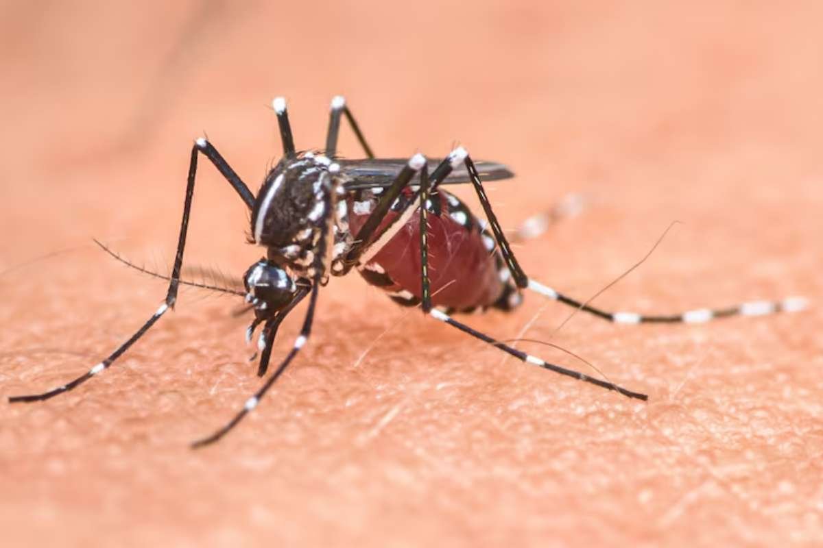 Dengue Cases Rise in Tampa Bay: 15 Local Cases Reported | The Lifesciences Magazine