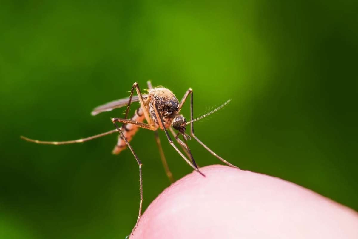 Florida Dengue Cases Rise as Counties Issue Health Alerts | The Lifescience Magazine