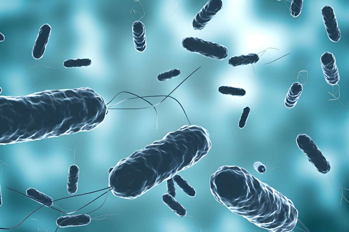 Vibrio Bacteria Warning Issued for Gulf Coast Beachgoers | The Lifesciences Magazine