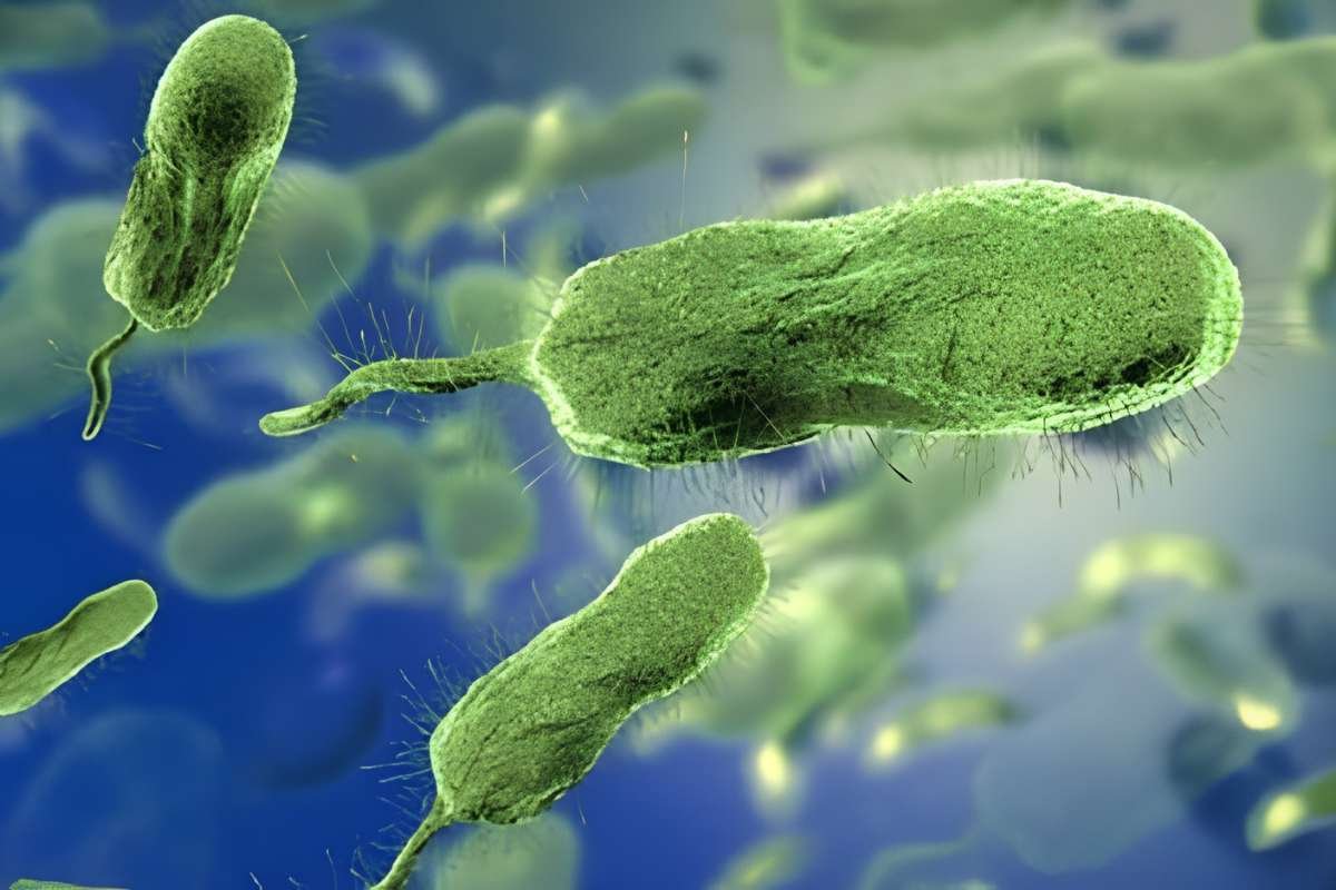 Louisiana Vibrio Infections Kill 5, Health Officials Issue Warning | The Lifesciences Magazine
