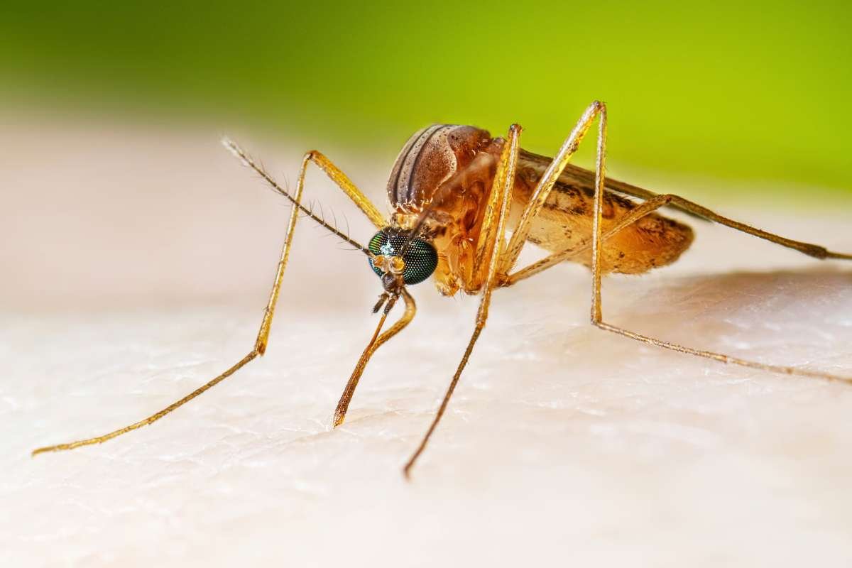 West Nile Virus: Salt Lake County Reports First Human Case of 2026 | The Lifesciences Magazine