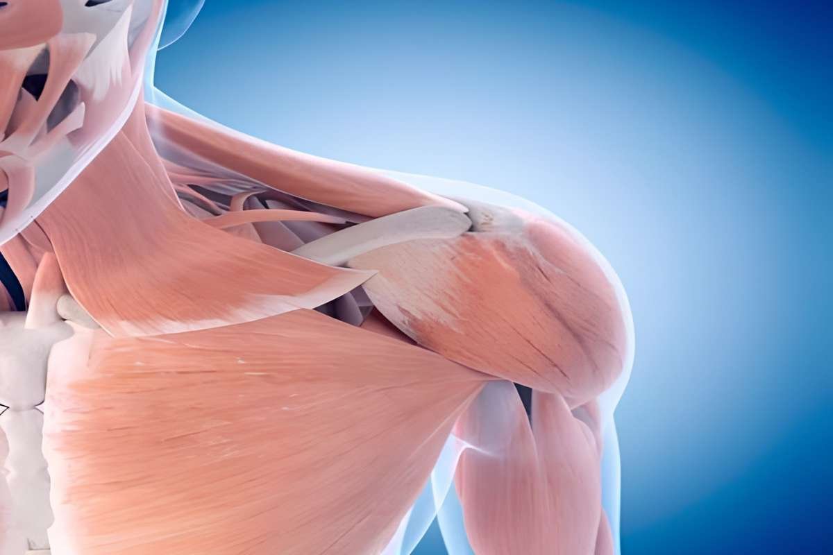 TRF2 Protein Boosts Muscle Stem Cell Repair | The Lifesciences Magazine