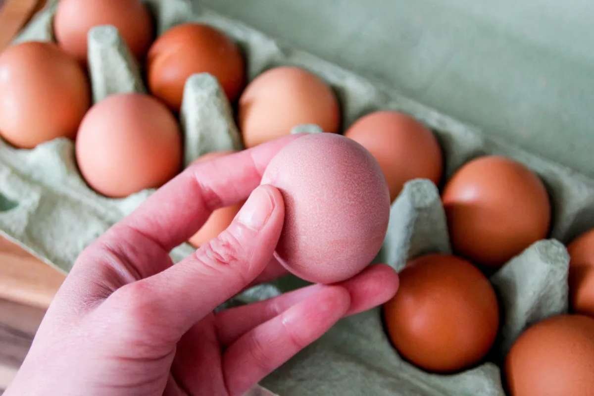 Texas Egg Recall: Salmonella Outbreak Has Sickens 98 | The Lifesciences Magazine