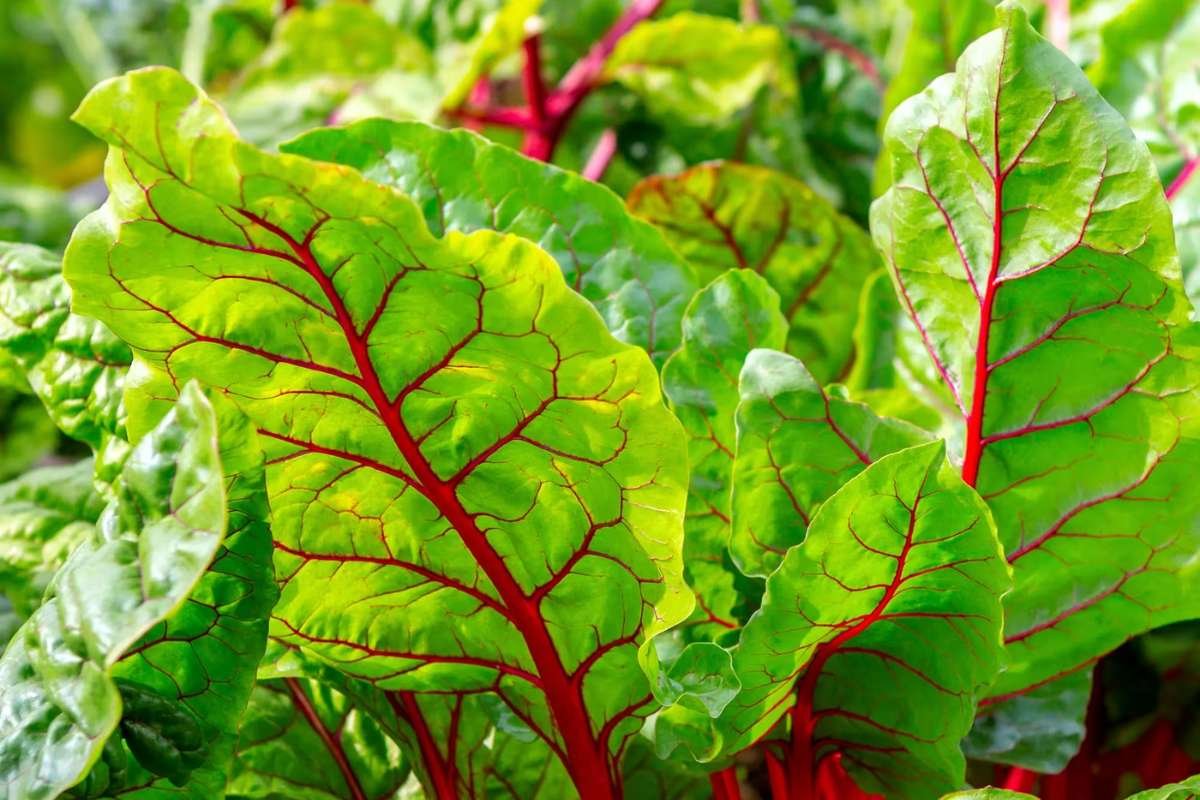 Healthiest Leafy Green Vegetables: Why Eating Just One Isn't Enough | The Lifesciences Magazine