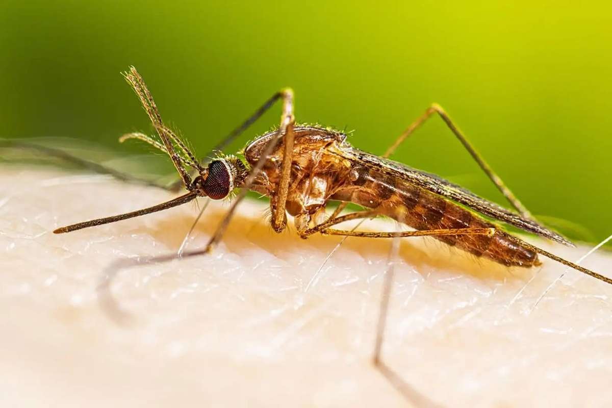 Dengue Death in Florida: First Hillsborough County Fatality | The Enterprise World