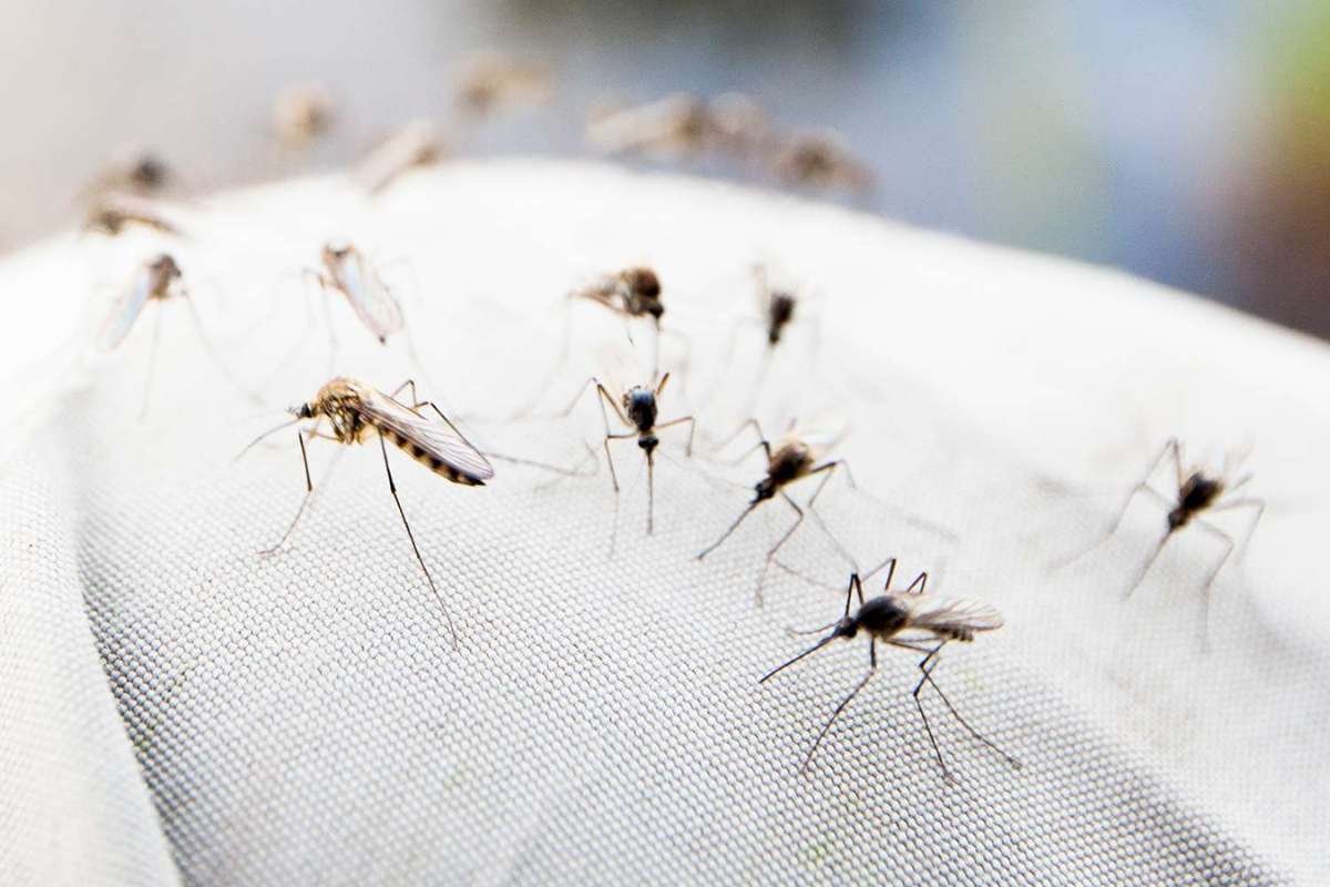 Tampa Bay Dengue Cases Rise as 3 Counties Declare Emergency | The Lifesciences Magazine
