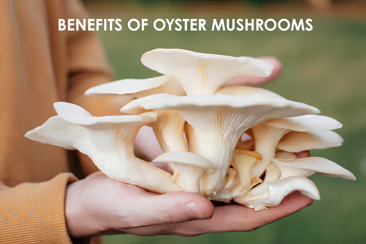 Benefits of Oyster Mushrooms for Heart, Blood Sugar, and Immunity | The Lifesciences Magazine