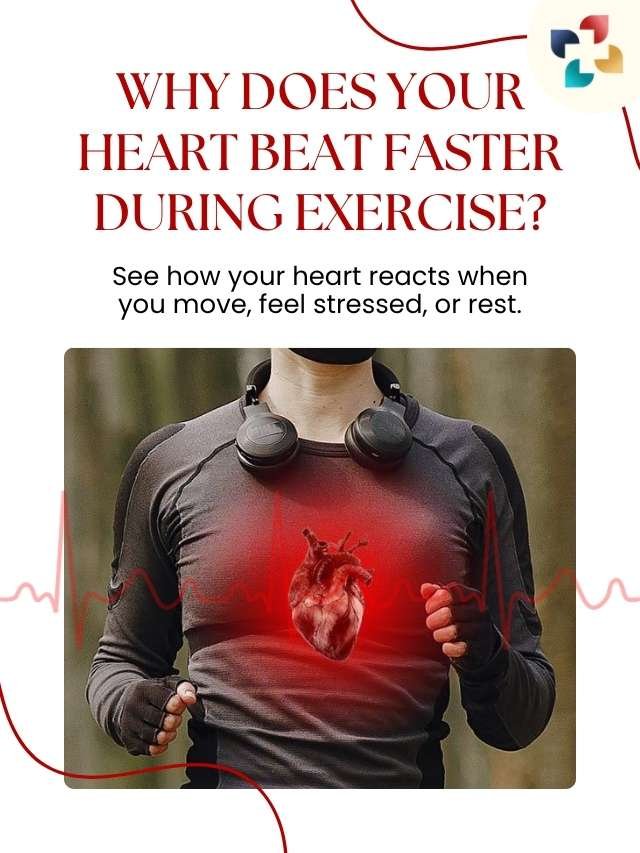 How Does the Heart Work A Complete Guide to Heart Function The Lifesciences Magazine
