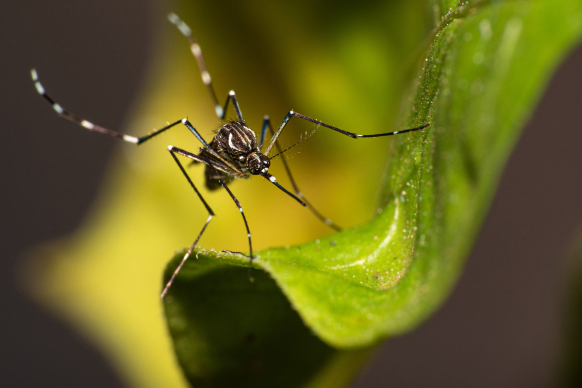 Florida Dengue Outbreak: 296 Cases Prompt More Spraying | The Lifesciences Magazine